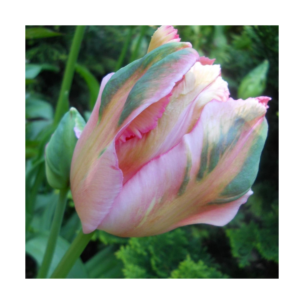 Bulbe de Tulipe Perroquet Apricot Parrot