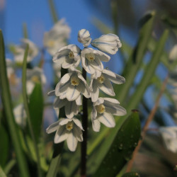 Bulbe de Puschkinia du Liban