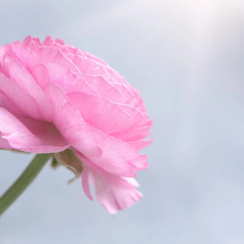 Bulbe de Renoncule haute rose