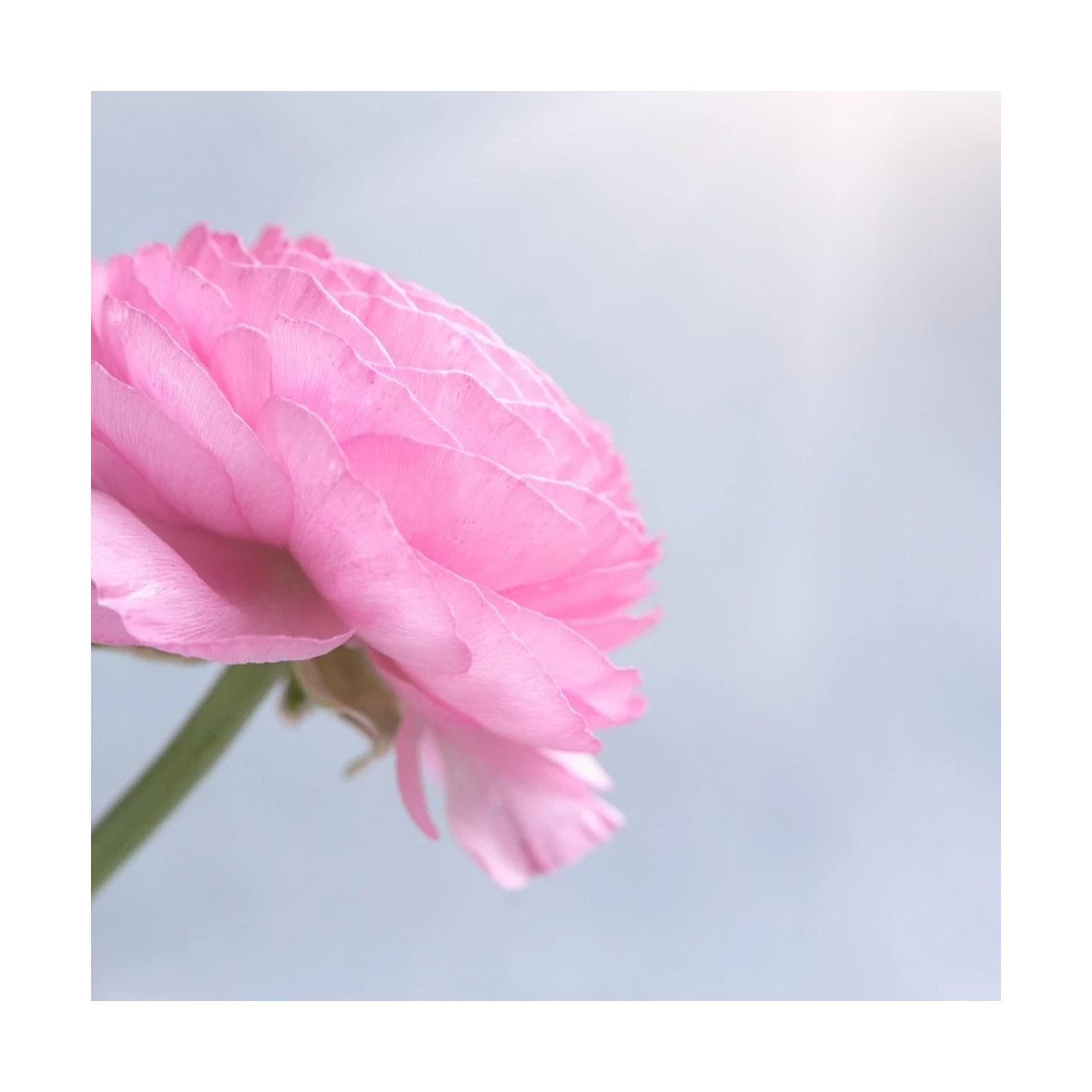 Bulbe de Renoncule haute rose Bulbe de Renoncule haute rose