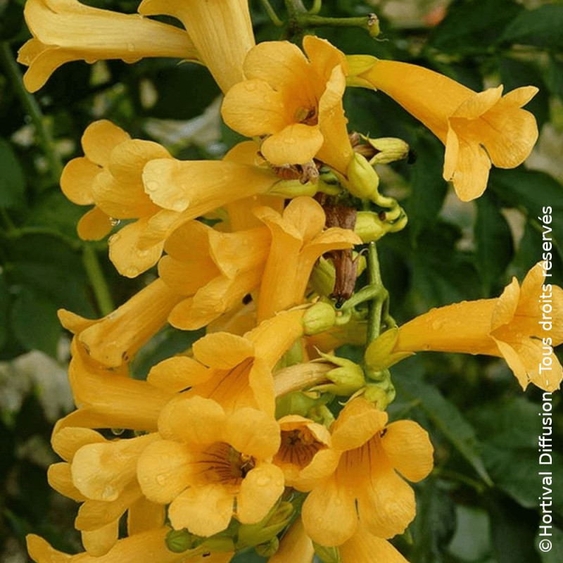 Bignone Golden Trumpet® 'Mincamja3'
