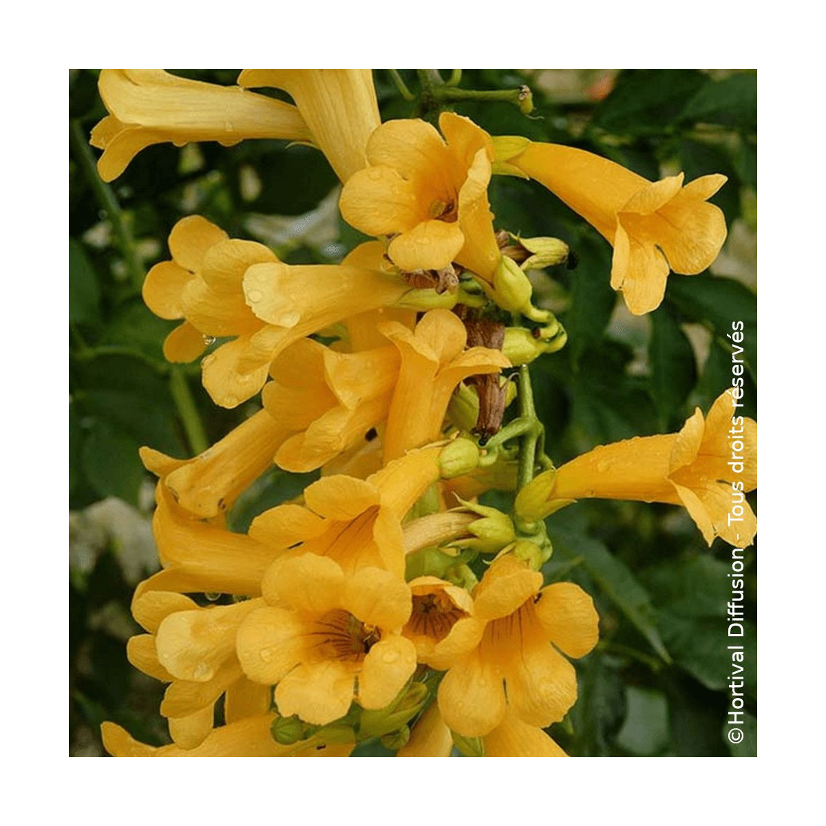 Bignone Golden Trumpet® 'Mincamja3'