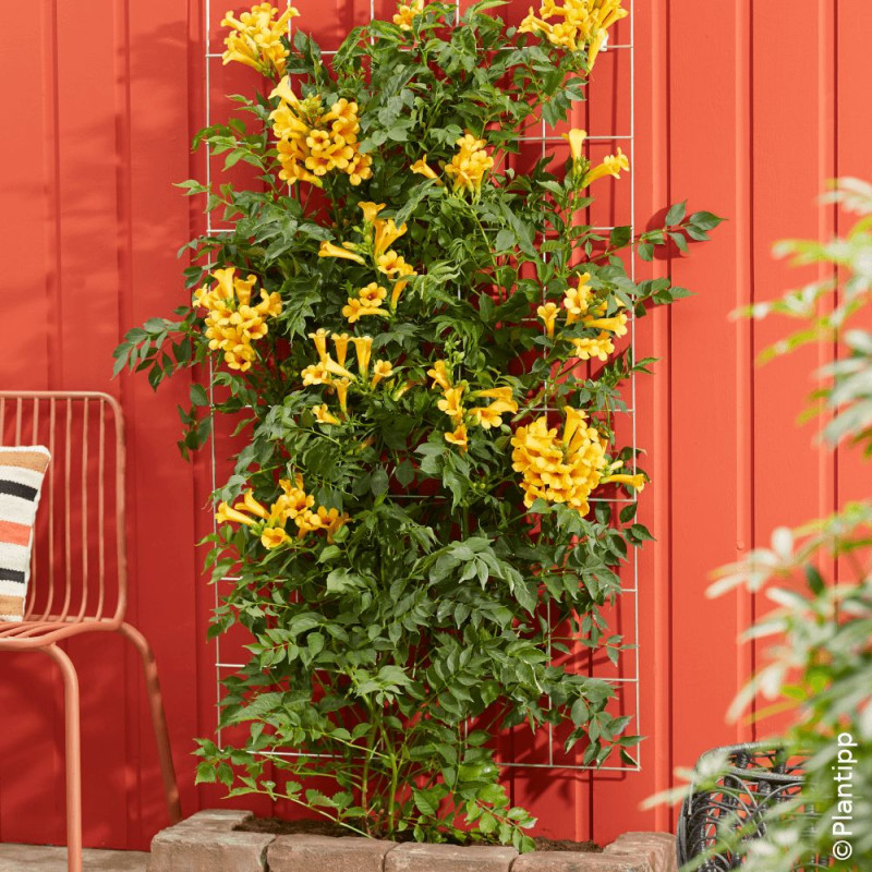 Bignone Golden Trumpet® 'Mincamja3'