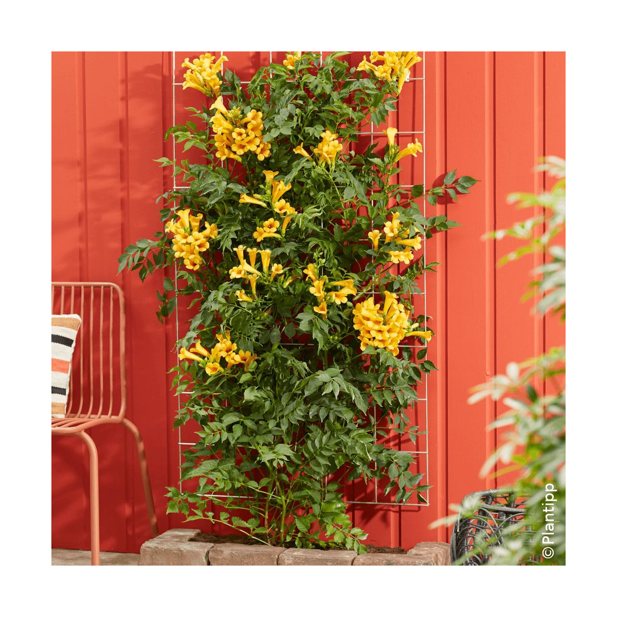 Bignone Golden Trumpet® 'Mincamja3'