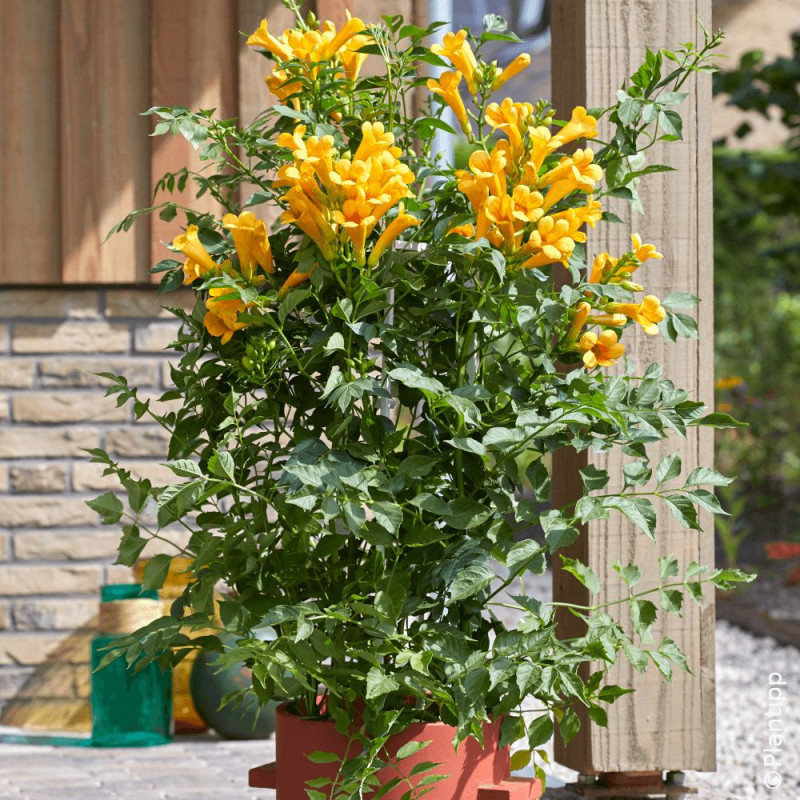 Bignone Golden Trumpet® 'Mincamja3'