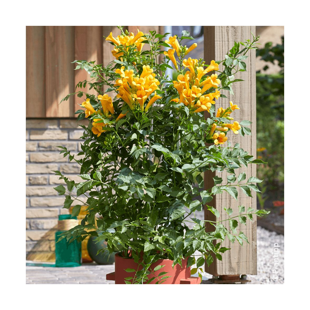 Bignone Golden Trumpet® 'Mincamja3'