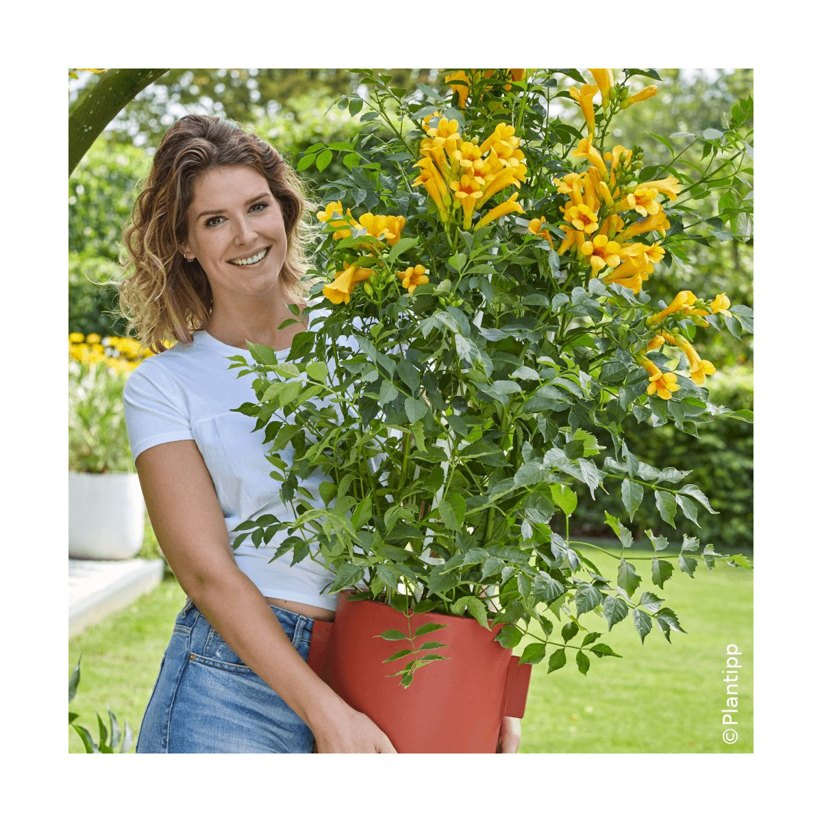 Bignone Golden Trumpet® 'Mincamja3'