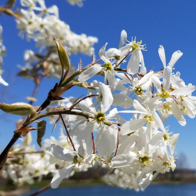 Amélanchier de Lamarck, Amelanchier lamarckii