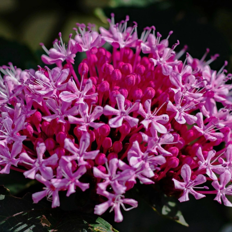 Clérodendron Pink Diamond
