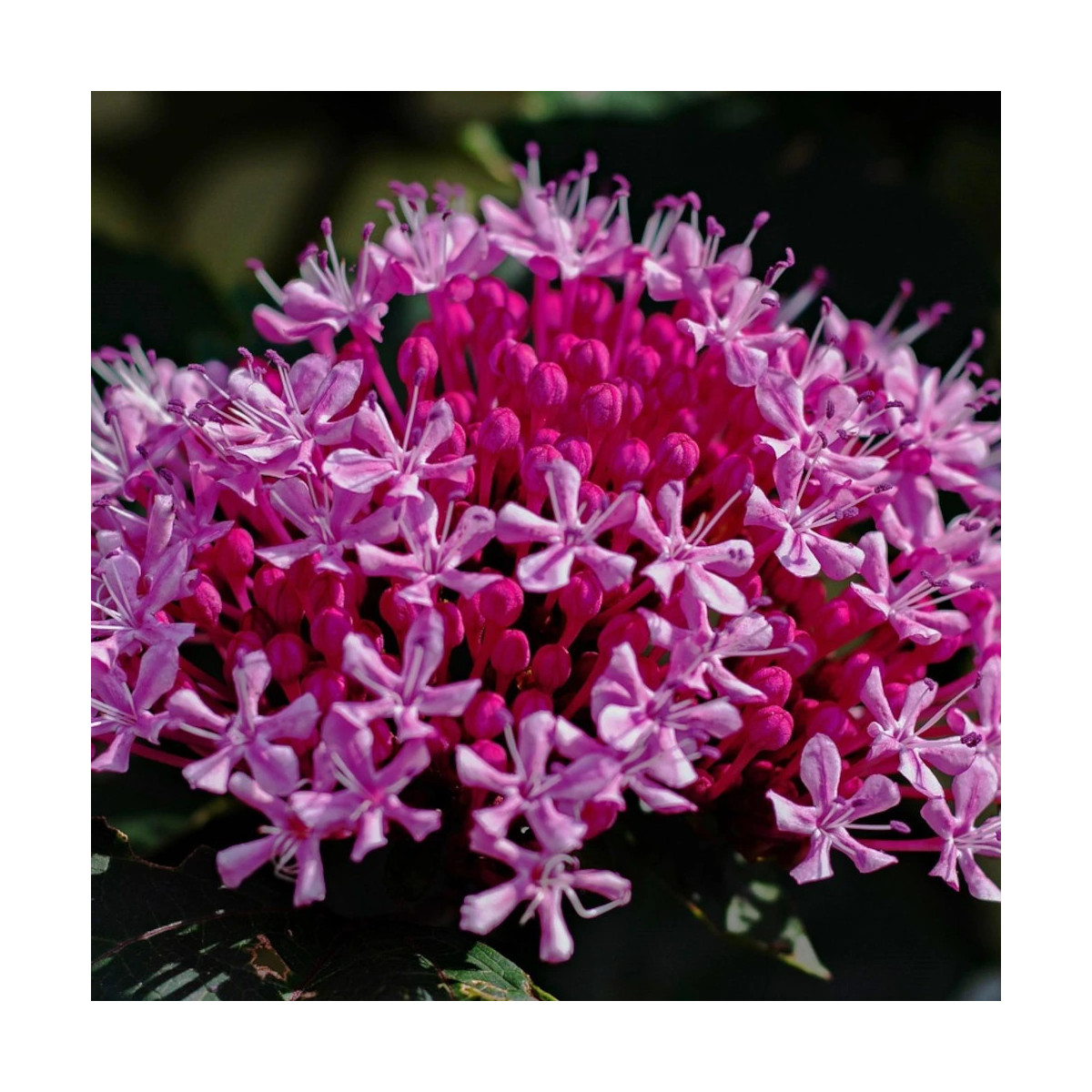 Clérodendron Pink Diamond Clérodendron Pink Diamond