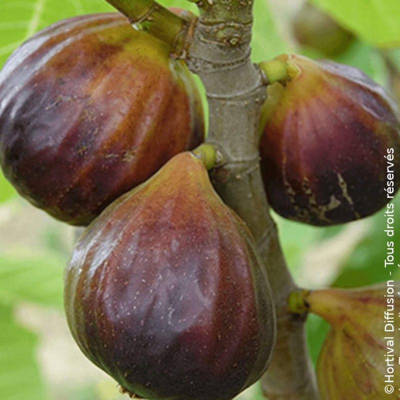 Figuier Rouge de juillet® 'Minfigfor', Ficus carica