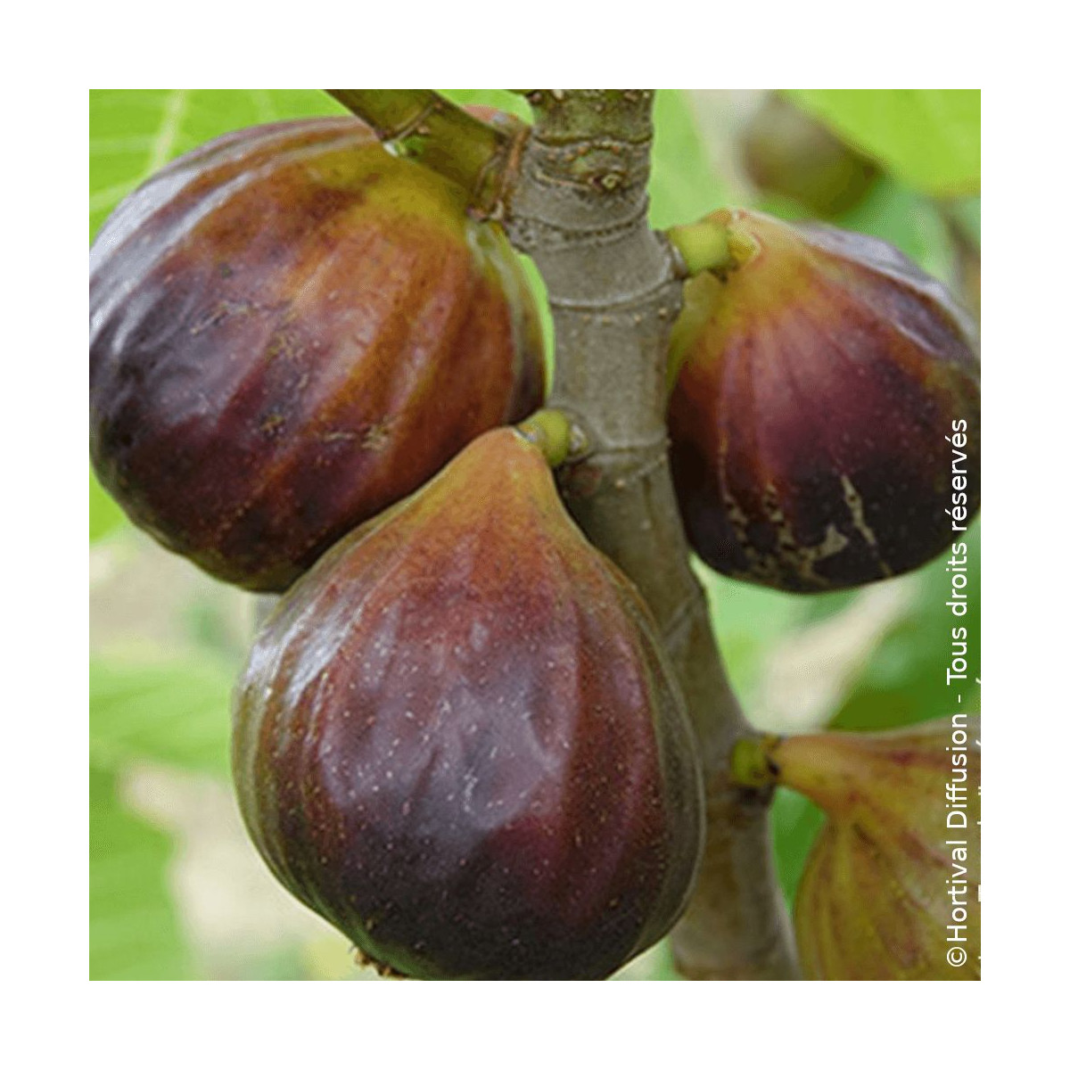 Figuier Rouge de juillet® 'Minfigfor', Ficus carica