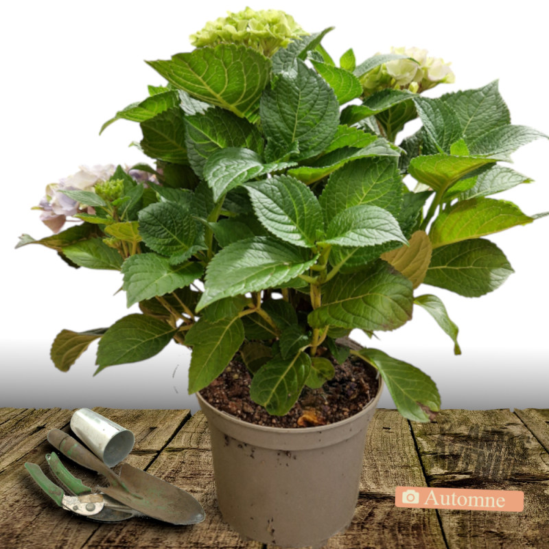 Hortensia Black Velvet® 'DARBI', Hydrangea macrophylla