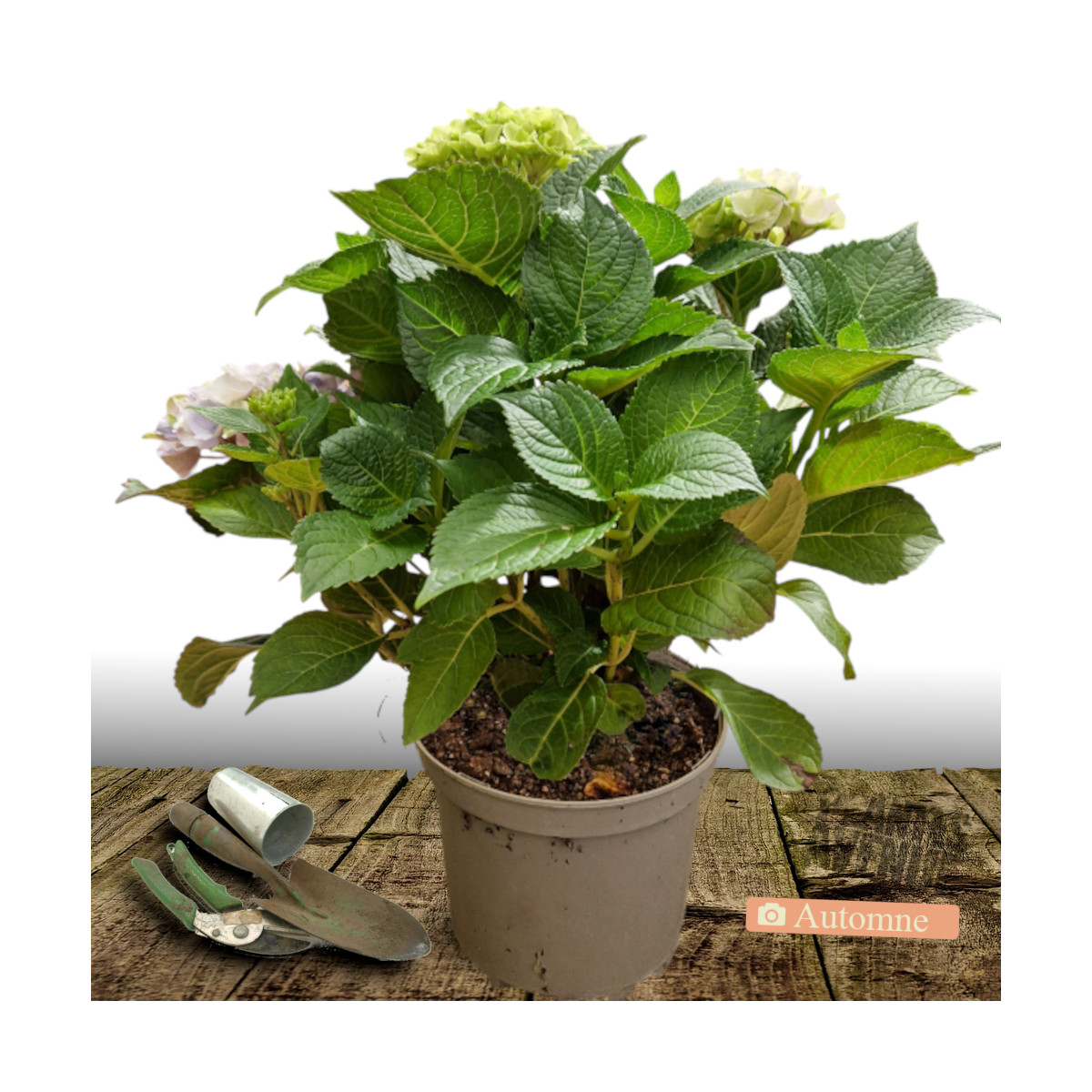 Hortensia Black Velvet® 'DARBI', Hydrangea macrophylla
