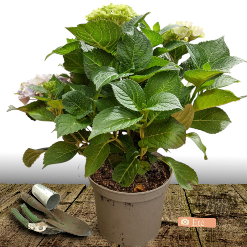 Hortensia Black Velvet® 'DARBI', Hydrangea macrophylla