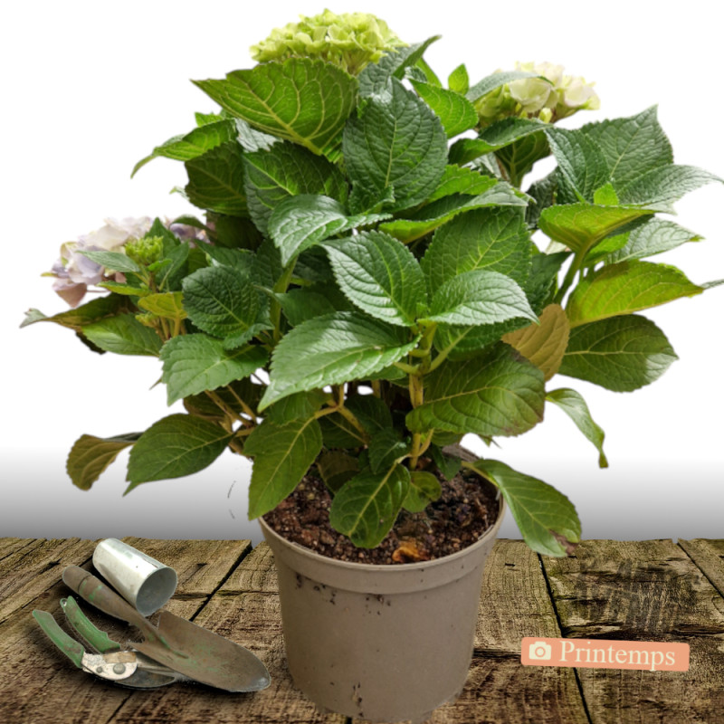 Hortensia Black Velvet® 'DARBI', Hydrangea macrophylla