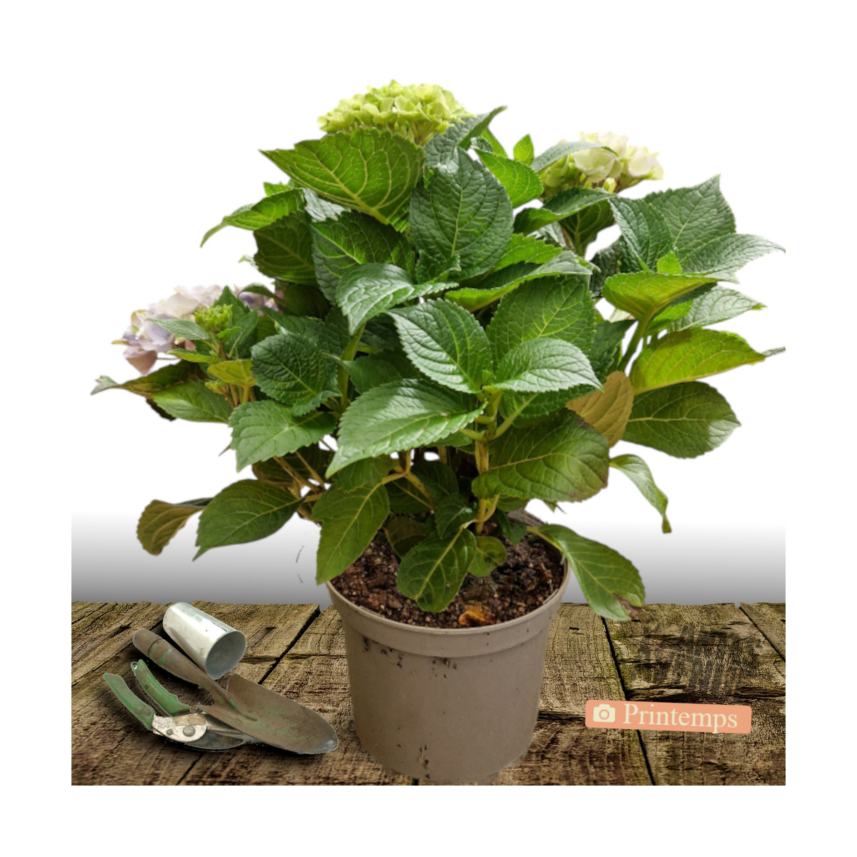 Hortensia Black Velvet® 'DARBI', Hydrangea macrophylla