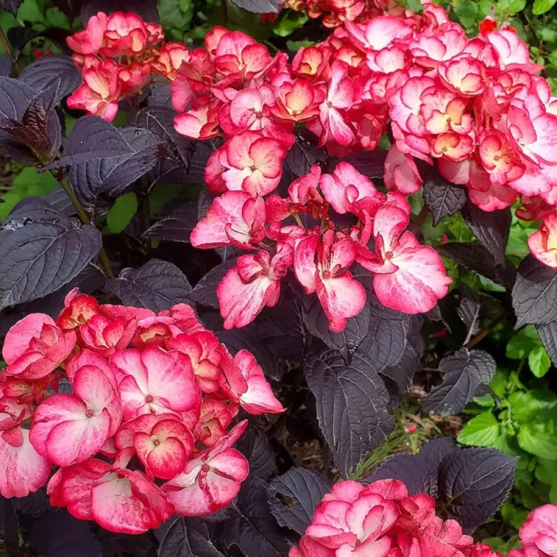 Hortensia Black Velvet® 'DARBI', Hydrangea macrophylla