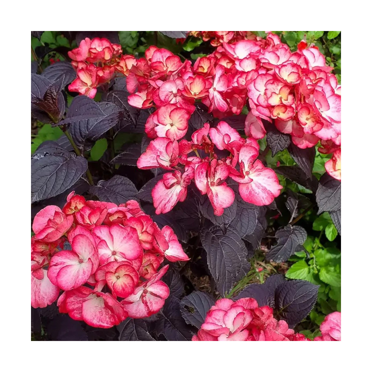 Hortensia Black Velvet® 'DARBI', Hydrangea macrophylla