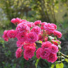 Rosier liane Banksiae Rosea