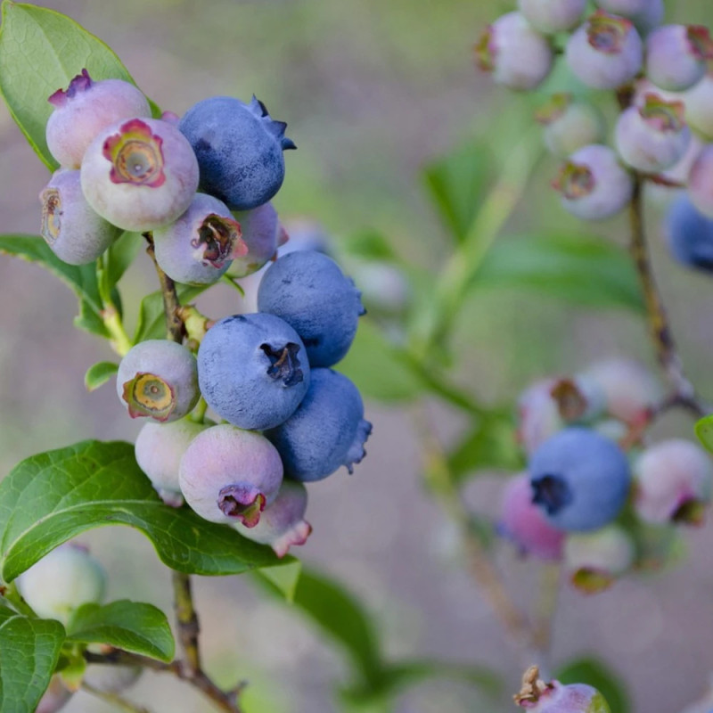 Myrtille Elisabeth, Myrtillier
