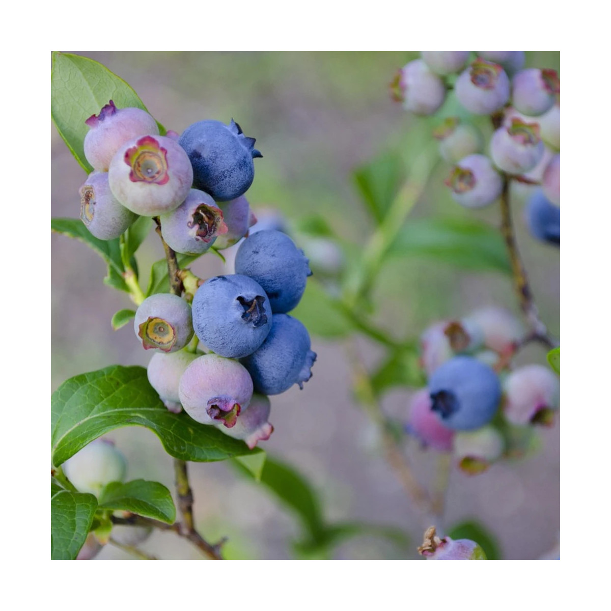 Myrtille Elisabeth Myrtille Elisabeth