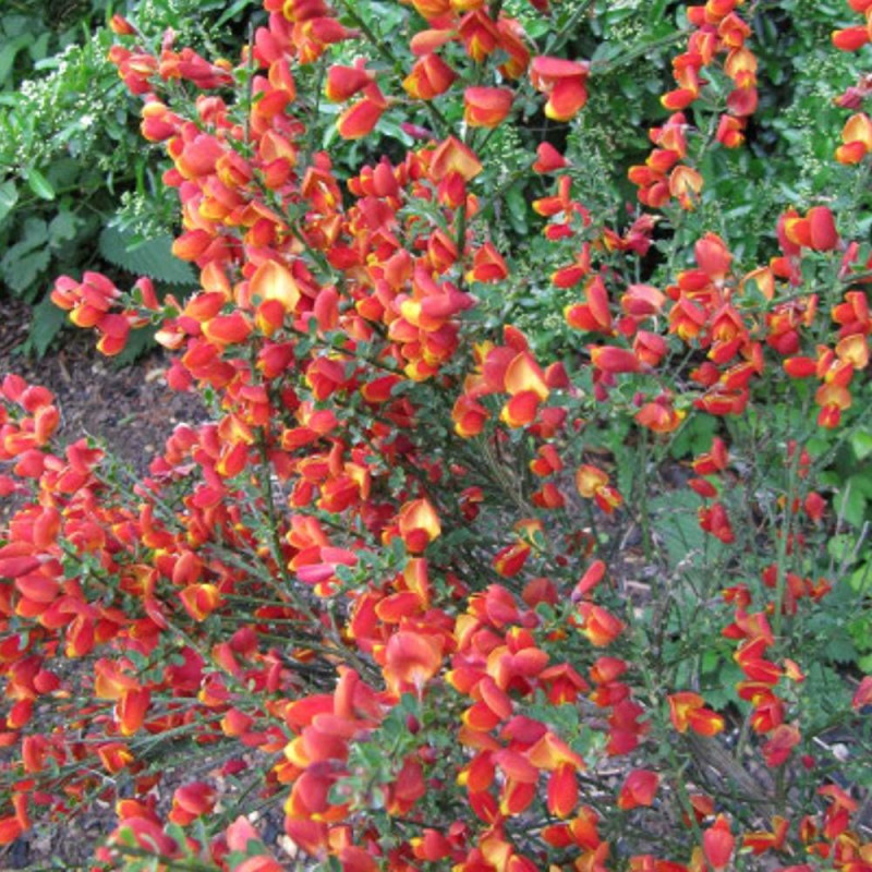 Genêt précoce Hollandia, Cytisus