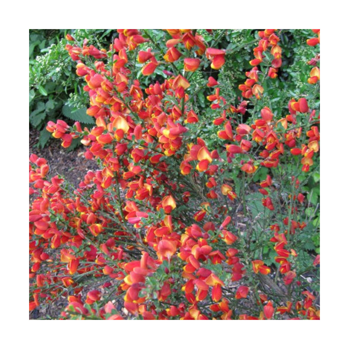 Genêt précoce Hollandia, Cytisus Genêt précoce Hollandia, Cytisus
