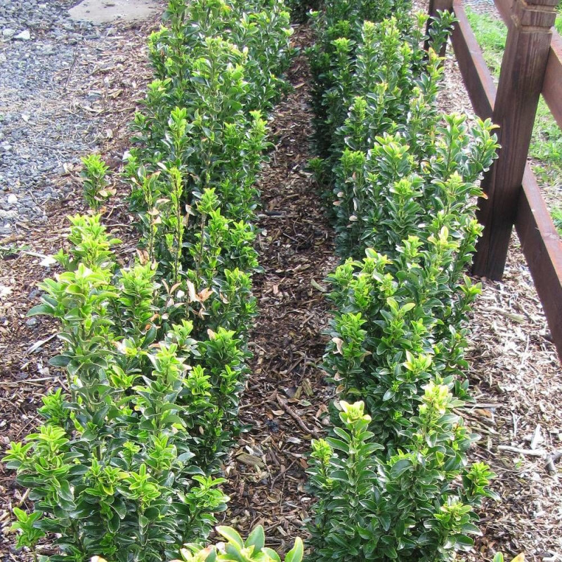 Fusain du Japon Green Millenium®, Euonymus