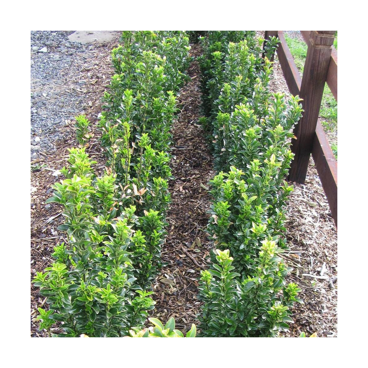 Fusain du Japon Green Millenium®, Euonymus