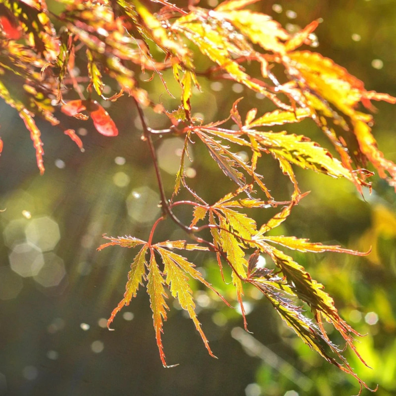 Erable du Japon dissectum ‘Ornatum’, Acer palmatum