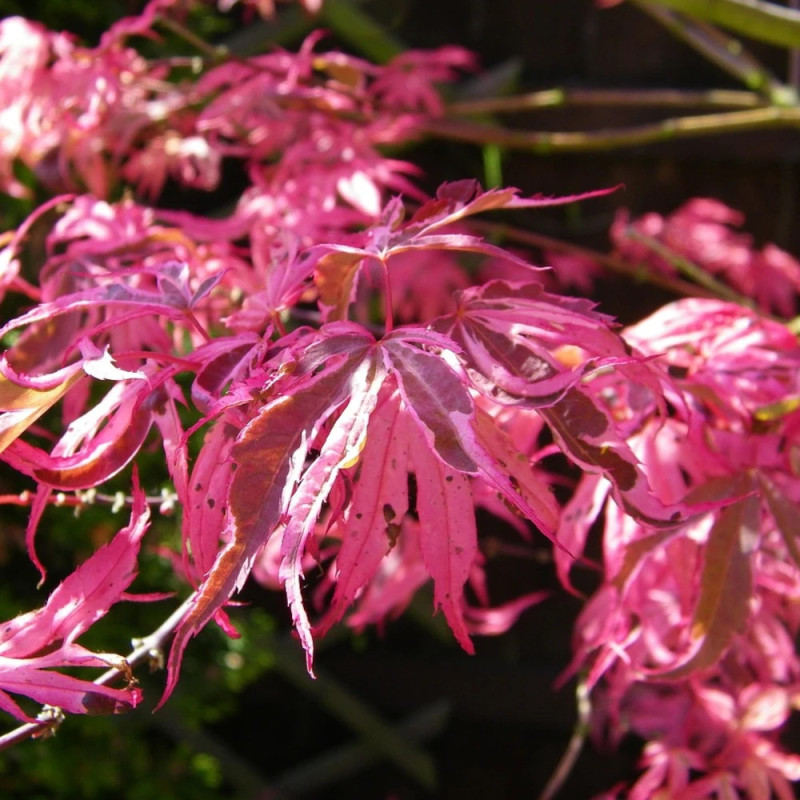 Erable du Japon Phoenix, Acer palmatum