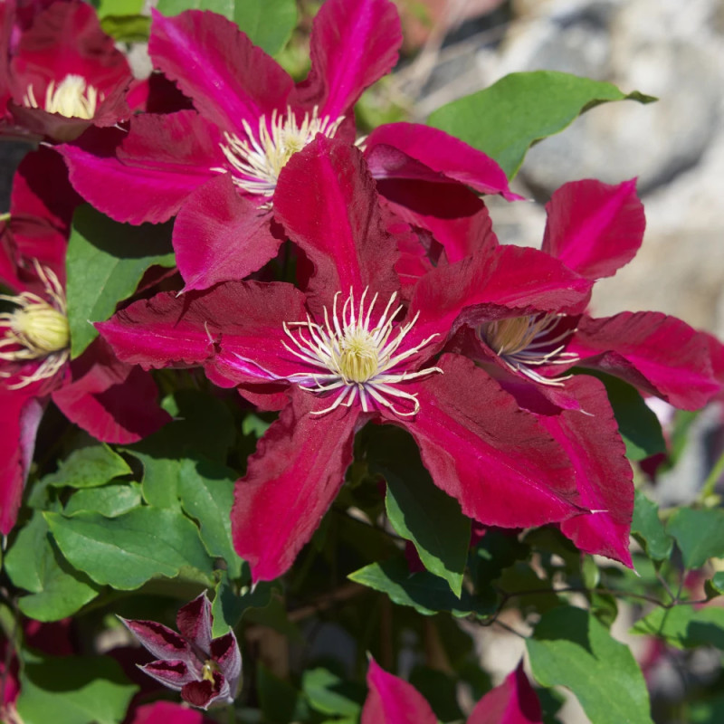 Clématite Elpis™ 'EviGsy154'