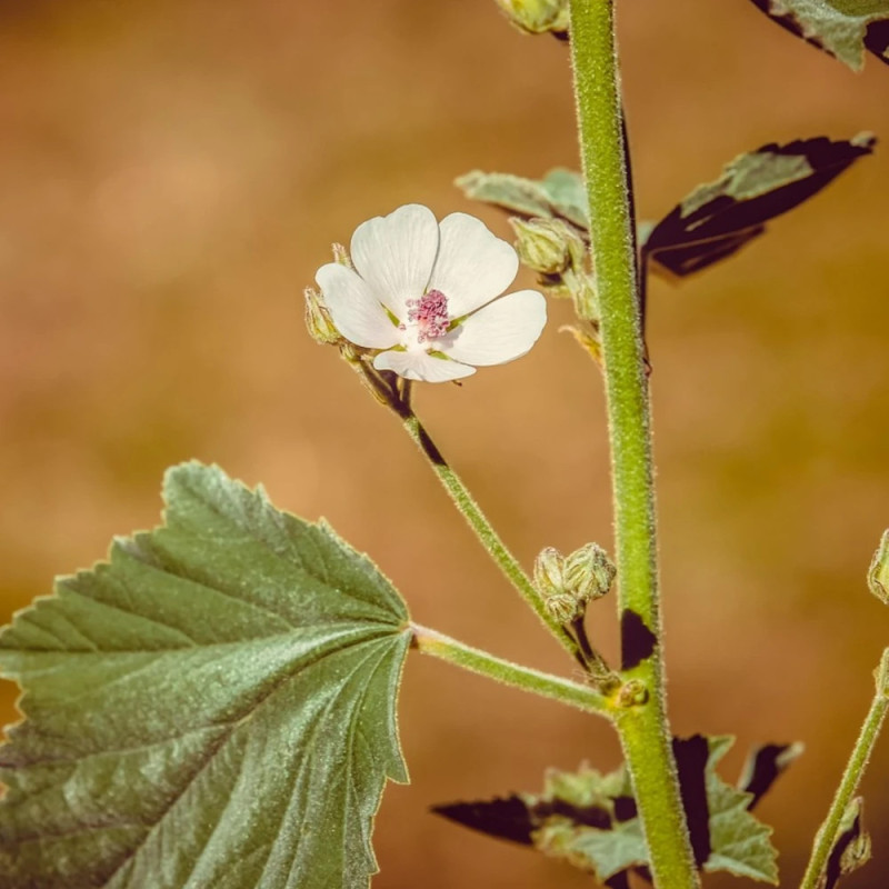 Guimauve officinale - Sans traitement