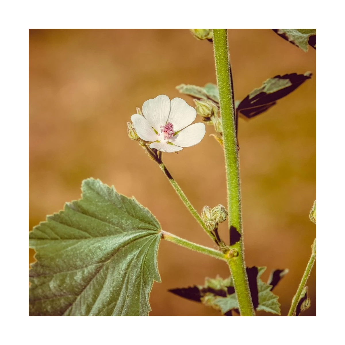 Guimauve officinale - Sans traitement