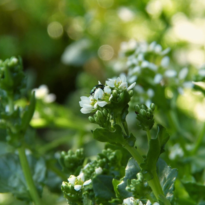 Cochléaire officinale - Sans traitement