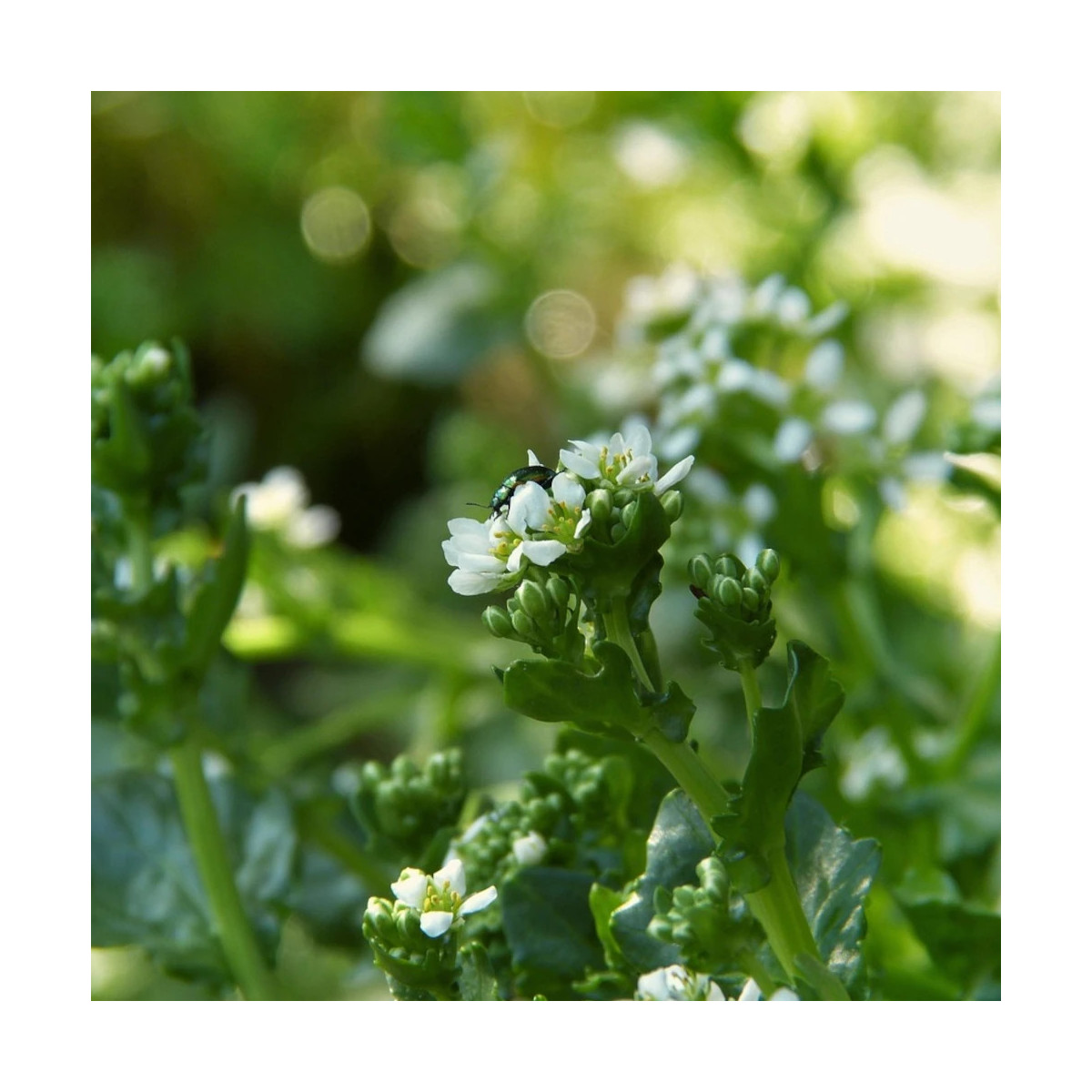 Cochléaire officinale - Sans traitement Cochléaire officinale - Sans traitement
