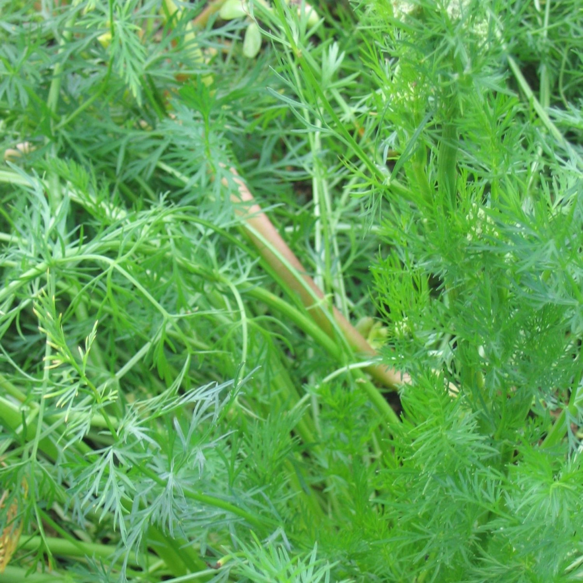 Cumin des près, Carvi - Sans traitement