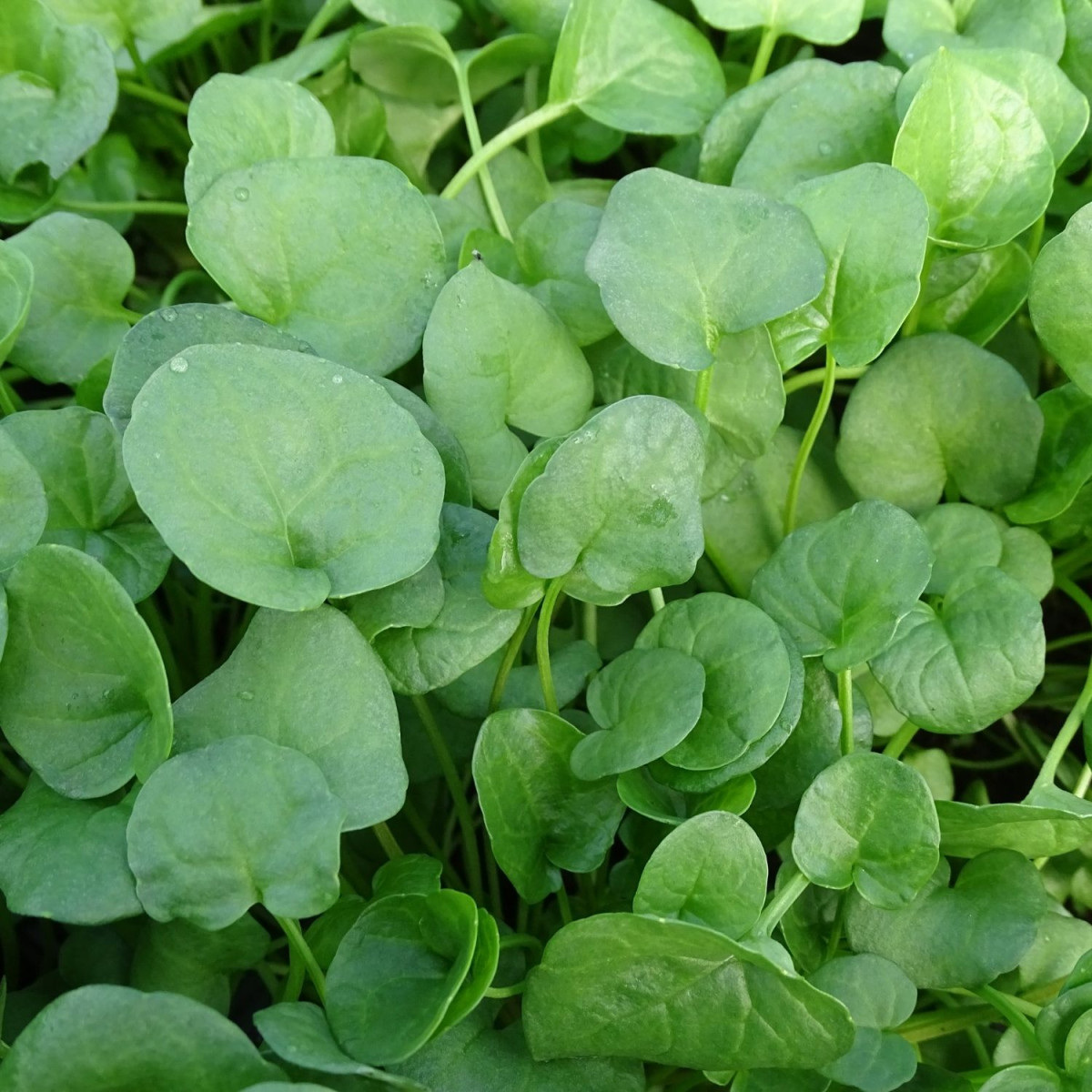 Cochléaire officinale - Sans traitement Cochléaire officinale - Sans traitement