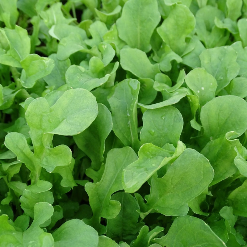Roquette cultivée - Sans traitement