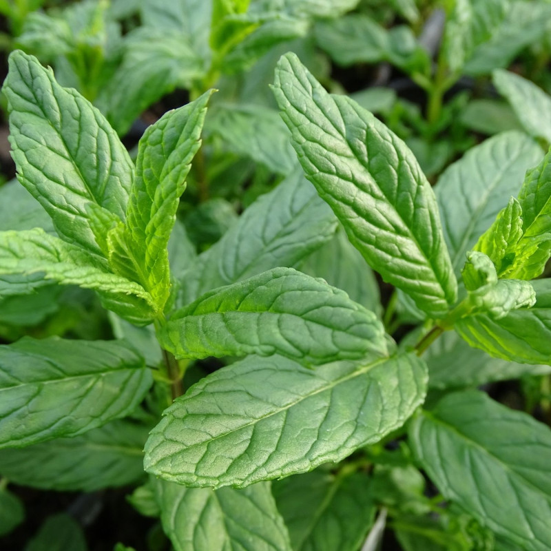 Menthe verte - Sans traitement