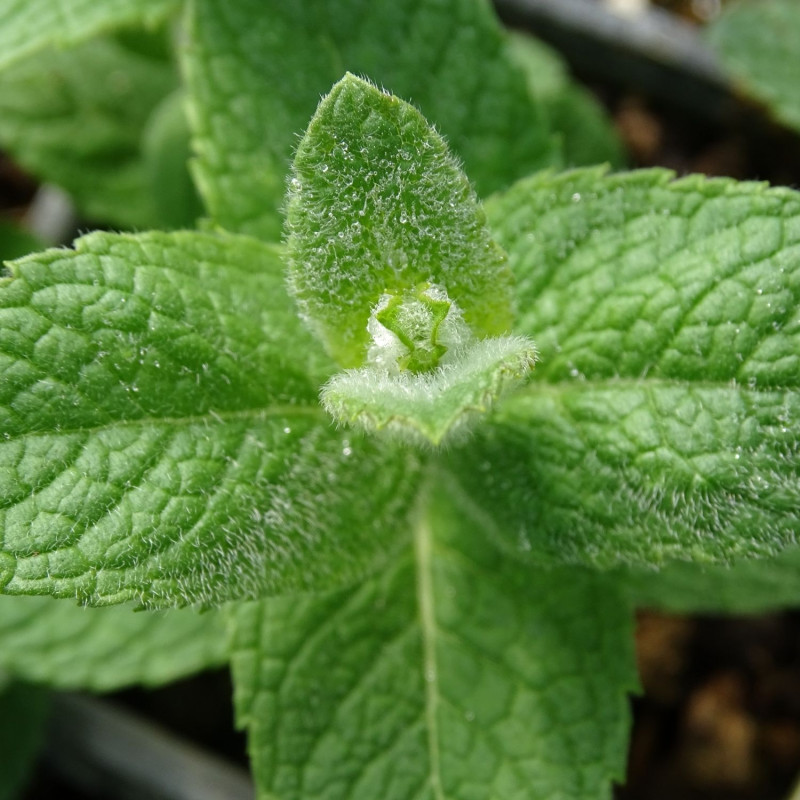 Menthe pomme - Sans traitement