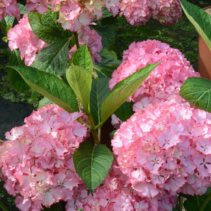 Hortensia So Long® Sunny 'TK02', Hydrangea macrophylla