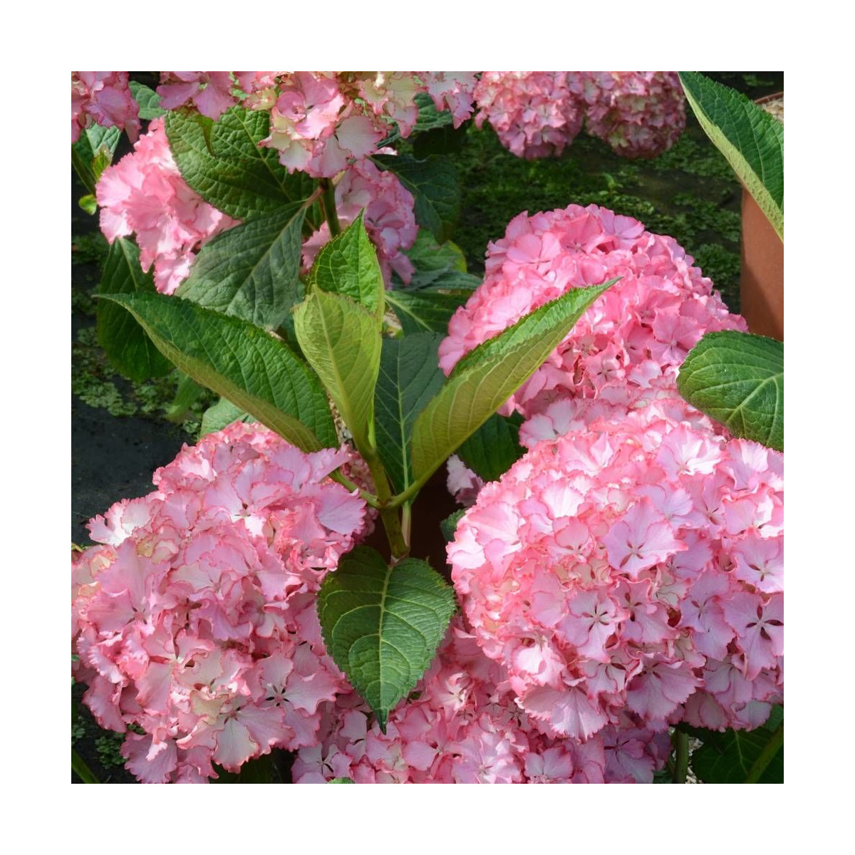Hortensia So Long® Sunny 'TK02', Hydrangea macrophylla