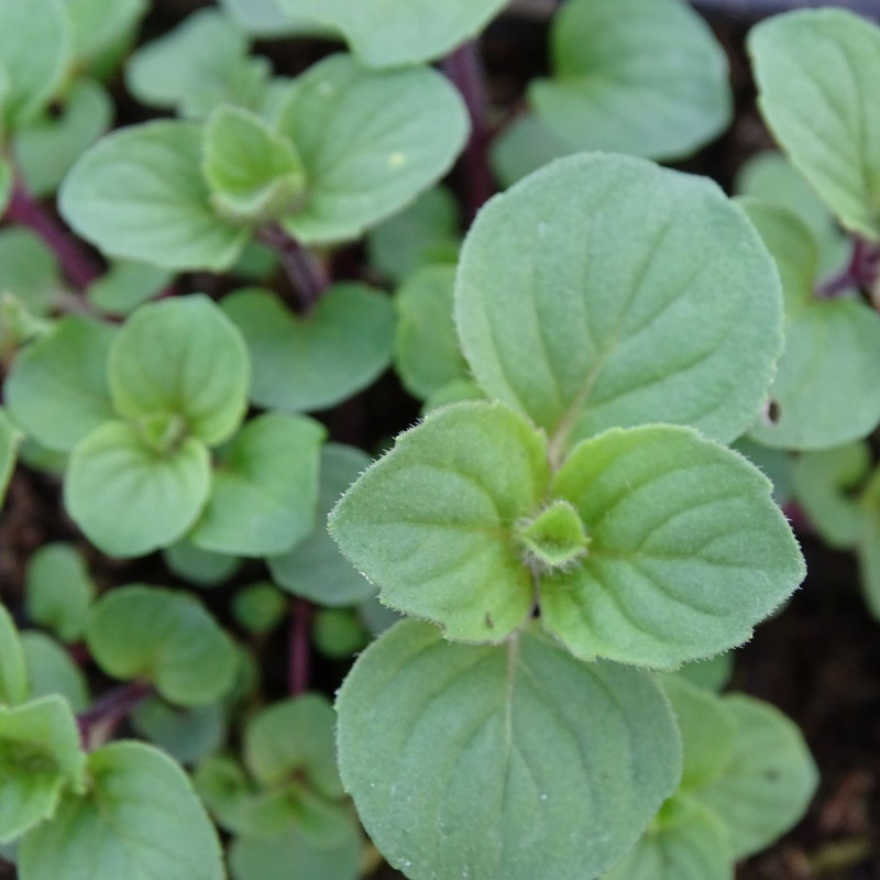 Menthe gingembre - Sans traitement