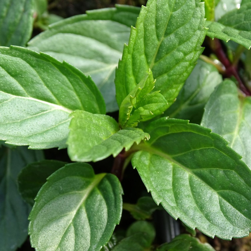 Menthe poivrée blanche - Sans traitement