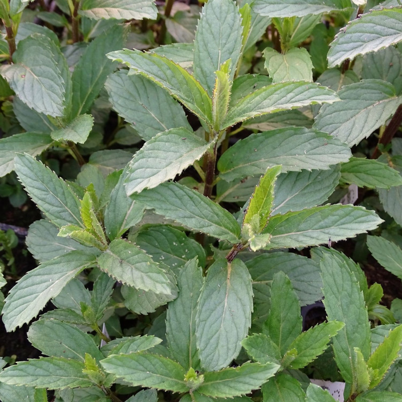 Menthe Priluskaja - Sans traitement