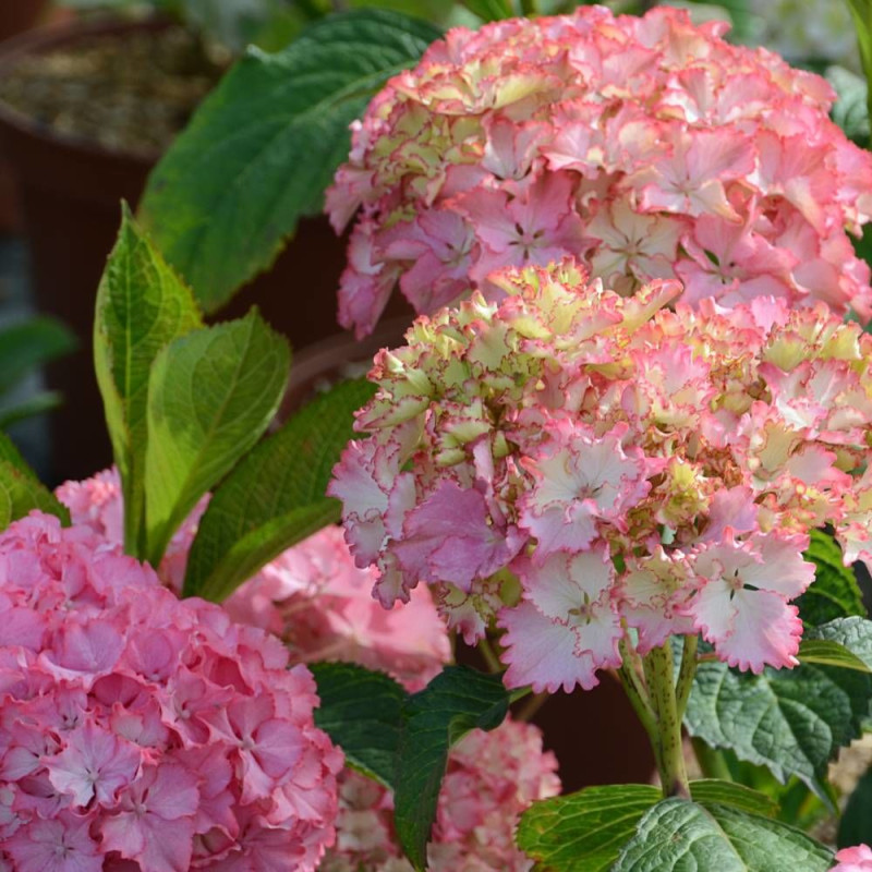 Hortensia So Long® Sunny 'TK02', Hydrangea macrophylla