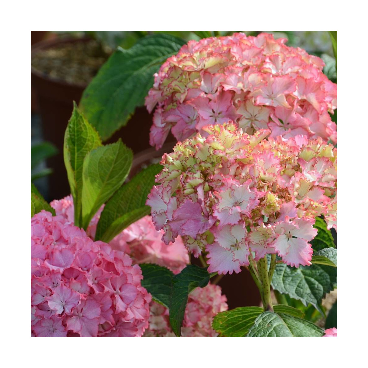 Hortensia So Long® Sunny 'TK02', Hydrangea macrophylla