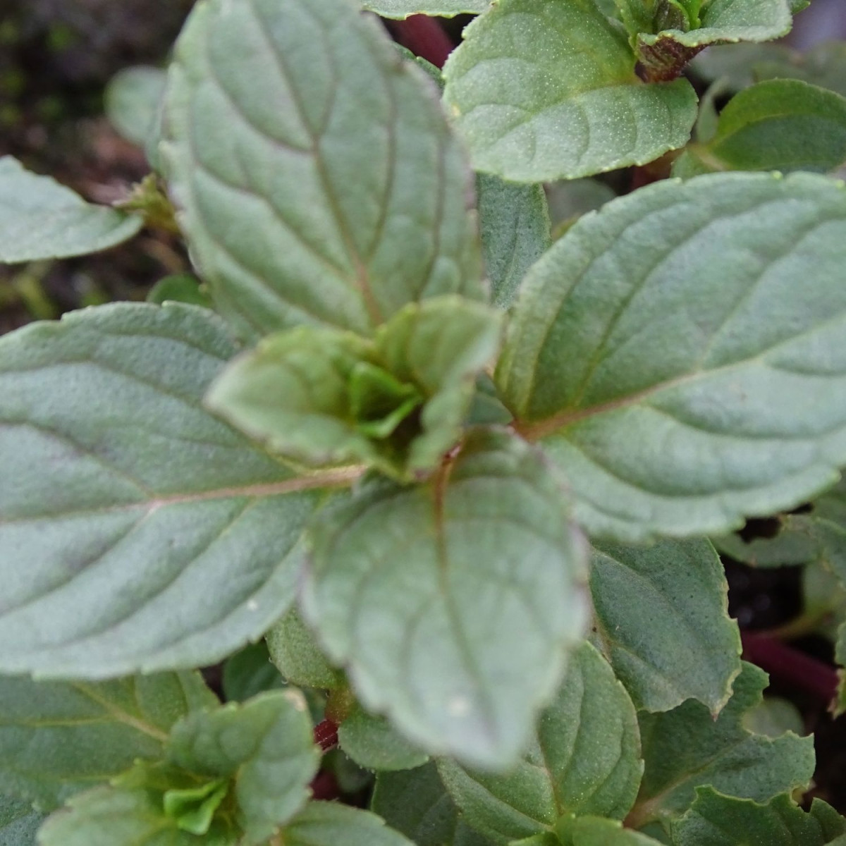 Menthe glacial - Sans traitement